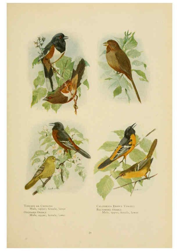 Reproducción/Reproduction 6441657789: The book of birds, common birds of town and country and American game birds Washington, D. C. :National Geographic Society,1918