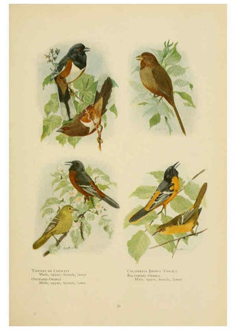 Reproducción/Reproduction 6441657789: The book of birds, common birds of town and country and American game birds Washington, D. C. :National Geographic Society,1918