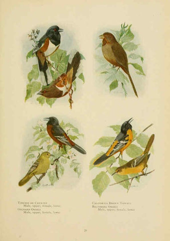 Reproducción/Reproduction 6441657789: The book of birds, common birds of town and country and American game birds Washington, D. C. :National Geographic Society,1918
