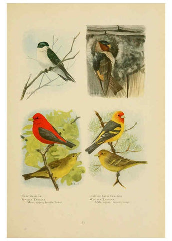 Reproducción/Reproduction 6441658073: The book of birds, common birds of town and country and American game birds Washington, D. C. :National Geographic Society,1918