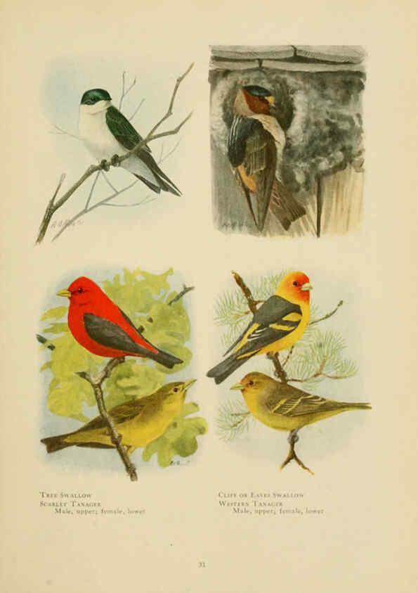 Reproducción/Reproduction 6441658073: The book of birds, common birds of town and country and American game birds Washington, D. C. :National Geographic Society,1918