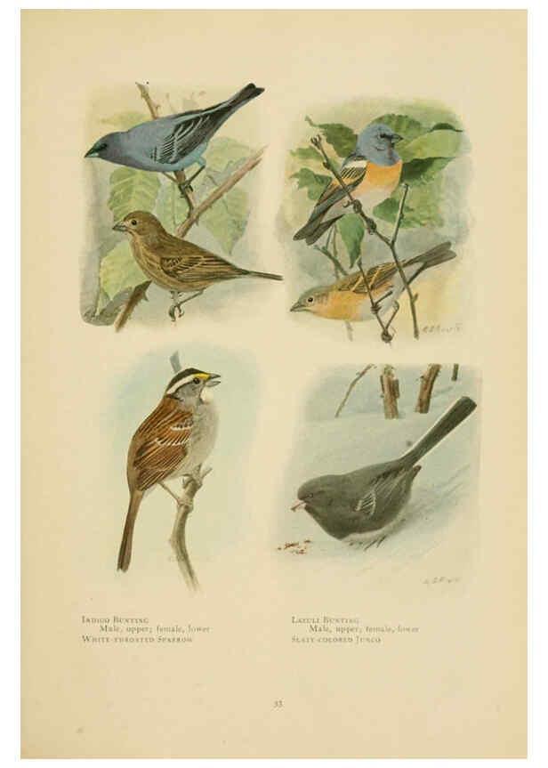 Reproducción/Reproduction 6441658363: The book of birds, common birds of town and country and American game birds Washington, D. C. :National Geographic Society,1918
