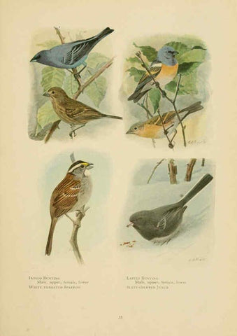 Reproducción/Reproduction 6441658363: The book of birds, common birds of town and country and American game birds Washington, D. C. :National Geographic Society,1918