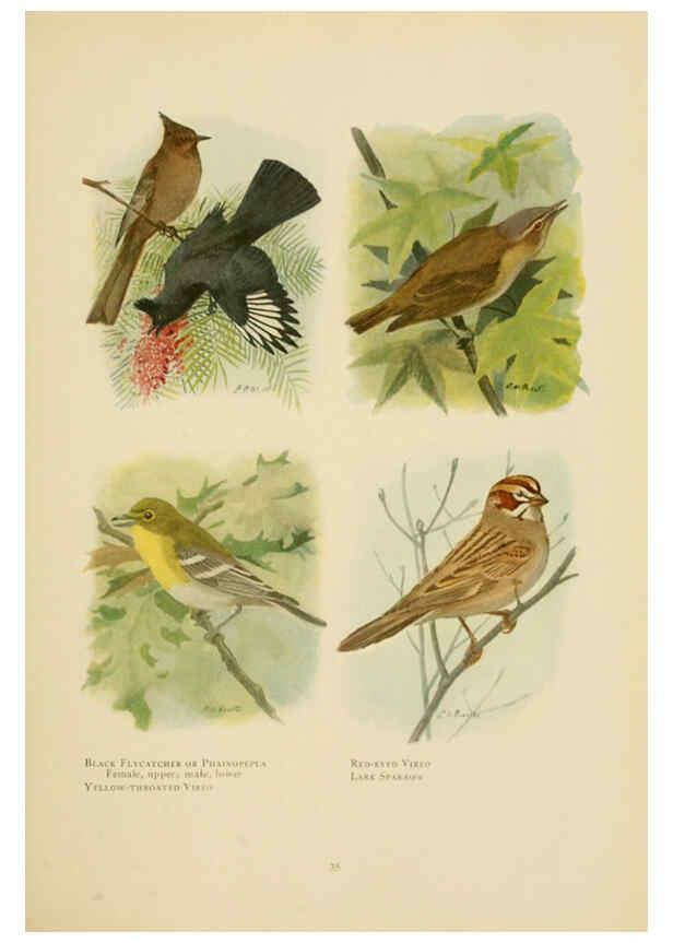 Reproducción/Reproduction 6441658639: The book of birds, common birds of town and country and American game birds Washington, D. C. :National Geographic Society,1918