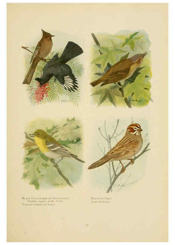 Reproducción/Reproduction 6441658639: The book of birds, common birds of town and country and American game birds Washington, D. C. :National Geographic Society,1918