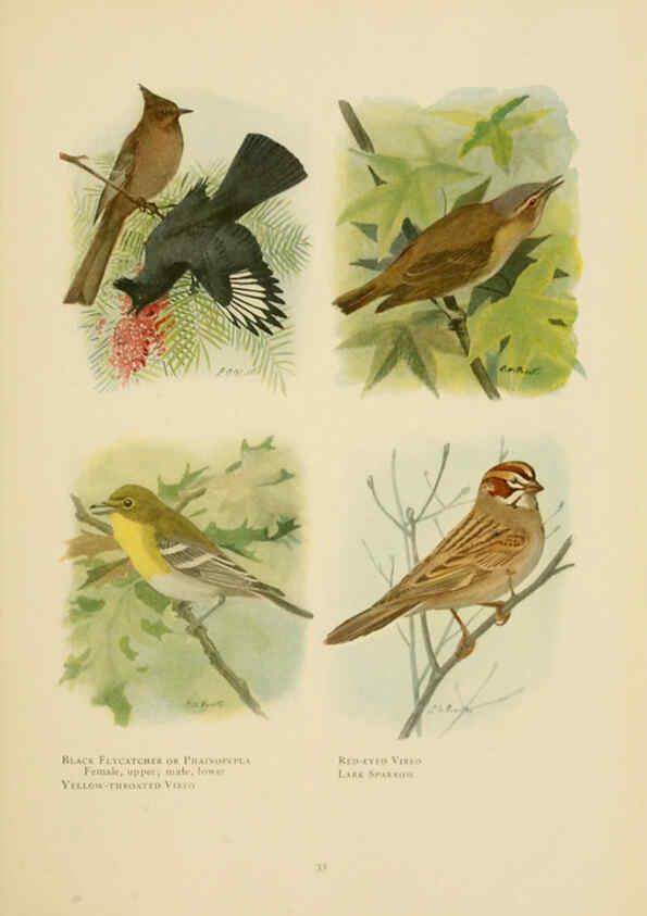 Reproducción/Reproduction 6441658639: The book of birds, common birds of town and country and American game birds Washington, D. C. :National Geographic Society,1918