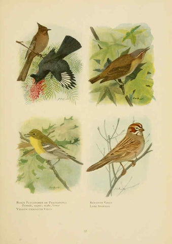 Reproducción/Reproduction 6441658639: The book of birds, common birds of town and country and American game birds Washington, D. C. :National Geographic Society,1918