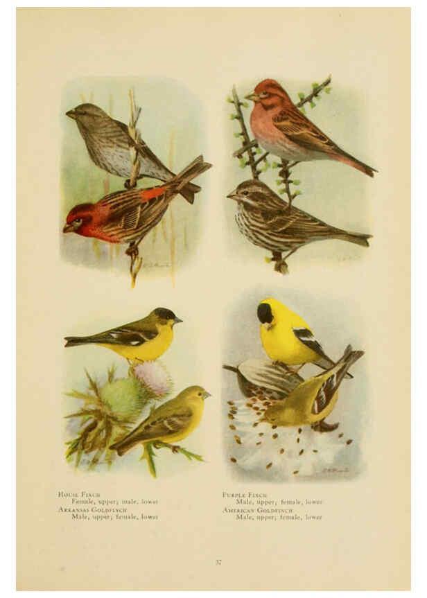 Reproducción/Reproduction 6441659045: The book of birds, common birds of town and country and American game birds Washington, D. C. :National Geographic Society,1918
