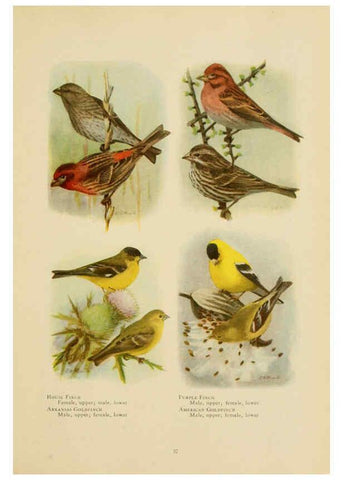 Reproducción/Reproduction 6441659045: The book of birds, common birds of town and country and American game birds Washington, D. C. :National Geographic Society,1918