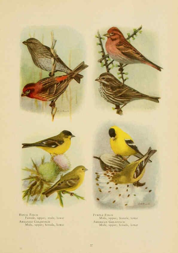 Reproducción/Reproduction 6441659045: The book of birds, common birds of town and country and American game birds Washington, D. C. :National Geographic Society,1918