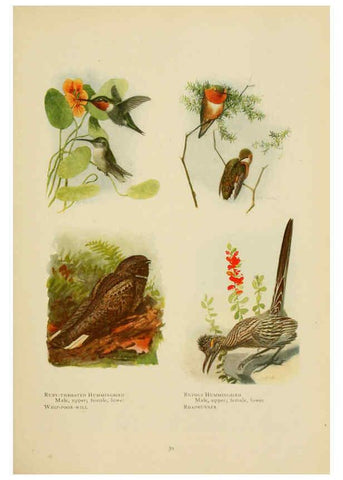 Reproducción/Reproduction 6441659315: The book of birds, common birds of town and country and American game birds Washington, D. C. :National Geographic Society,1918
