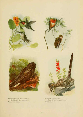 Reproducción/Reproduction 6441659315: The book of birds, common birds of town and country and American game birds Washington, D. C. :National Geographic Society,1918