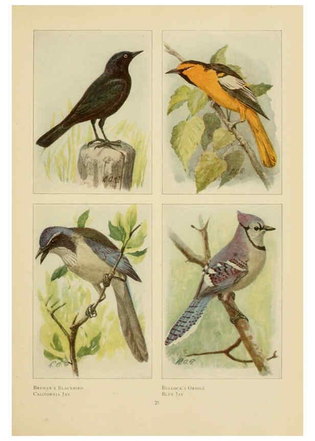Reproducción/Reproduction 6441657241: The book of birds, common birds of town and country and American game birds Washington, D. C. :National Geographic Society,1918