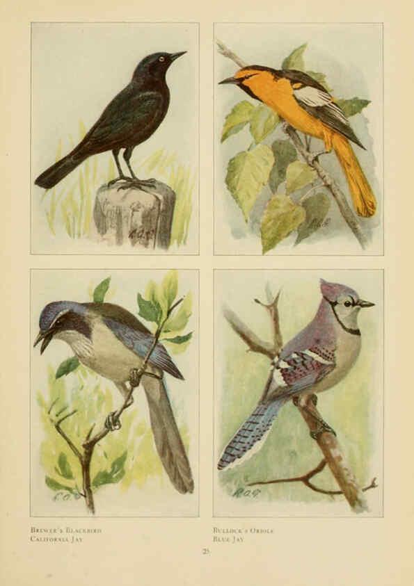 Reproducción/Reproduction 6441657241: The book of birds, common birds of town and country and American game birds Washington, D. C. :National Geographic Society,1918