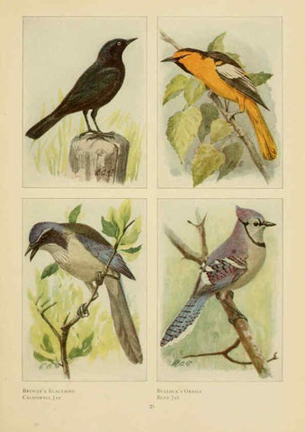 Reproducción/Reproduction 6441657241: The book of birds, common birds of town and country and American game birds Washington, D. C. :National Geographic Society,1918