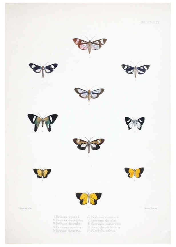 Reproducción/Reproduction 6441541343: Illustrations of typical specimens of Lepidoptera Heterocera in the collection of the British Museum. v.1. London: Printed by order of the Trustees1879- 