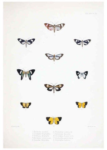 Reproducción/Reproduction 6441541343: Illustrations of typical specimens of Lepidoptera Heterocera in the collection of the British Museum. v.1. London: Printed by order of the Trustees1879- 