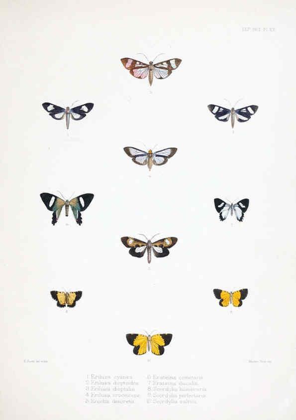 Reproducción/Reproduction 6441541343: Illustrations of typical specimens of Lepidoptera Heterocera in the collection of the British Museum. v.1. London: Printed by order of the Trustees1879- 
