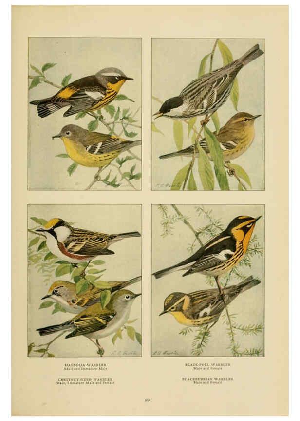 Reproducción/Reproduction 6441666177: The book of birds, common birds of town and country and American game birds Washington, D. C. :National Geographic Society,1918