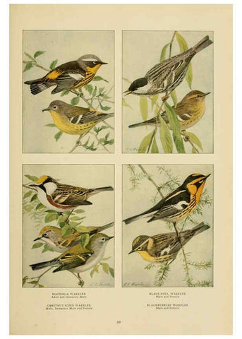 Reproducción/Reproduction 6441666177: The book of birds, common birds of town and country and American game birds Washington, D. C. :National Geographic Society,1918