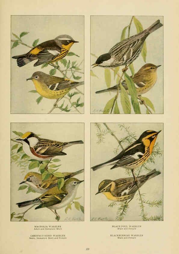 Reproducción/Reproduction 6441666177: The book of birds, common birds of town and country and American game birds Washington, D. C. :National Geographic Society,1918