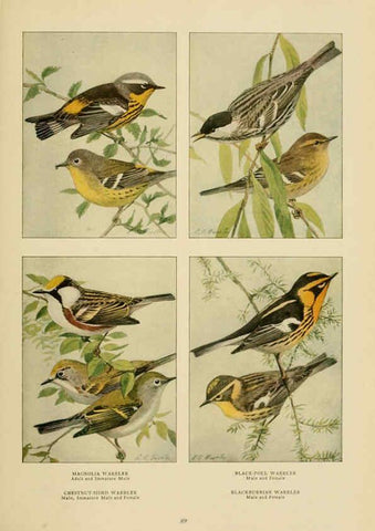 Reproducción/Reproduction 6441666177: The book of birds, common birds of town and country and American game birds Washington, D. C. :National Geographic Society,1918