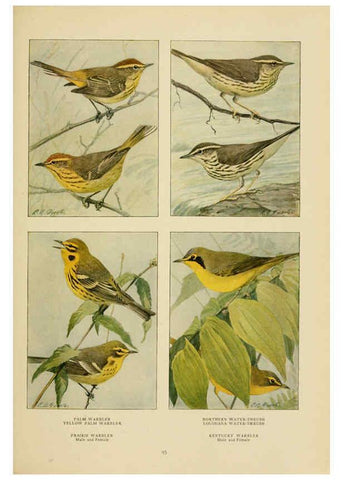 Reproducción/Reproduction 6441666813: The book of birds, common birds of town and country and American game birds Washington, D. C. :National Geographic Society,1918