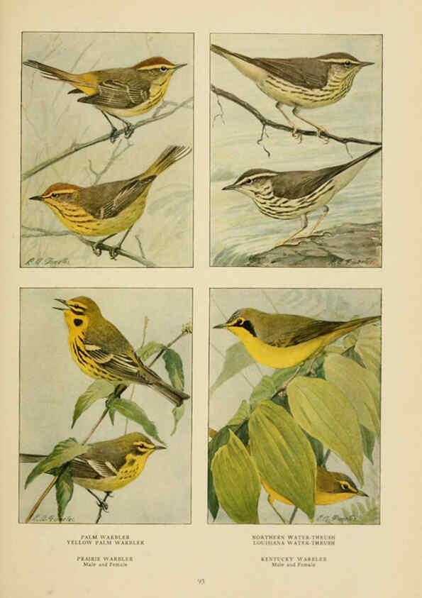 Reproducción/Reproduction 6441666813: The book of birds, common birds of town and country and American game birds Washington, D. C. :National Geographic Society,1918