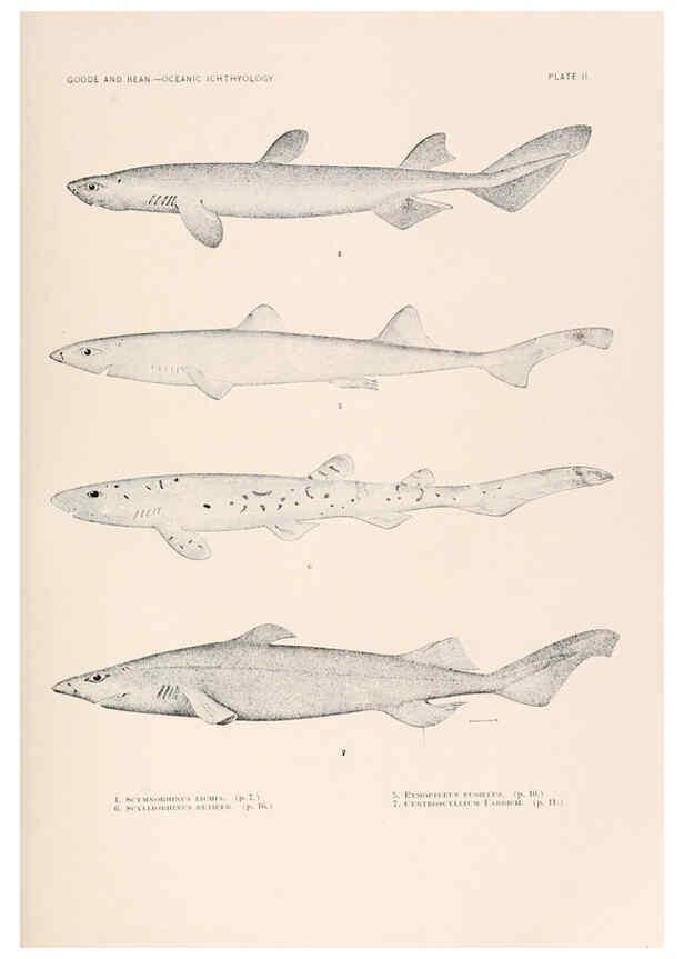 Reproducción/Reproduction 6441772853: Oceanic ichthyology. v.22 atlas. Cambridge, U.S.A. :Printed for the Museum,1896