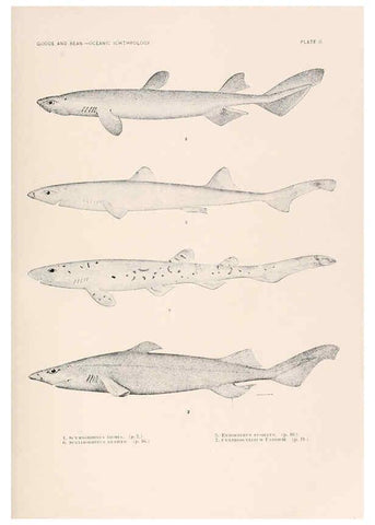 Reproducción/Reproduction 6441772853: Oceanic ichthyology. v.22 atlas. Cambridge, U.S.A. :Printed for the Museum,1896