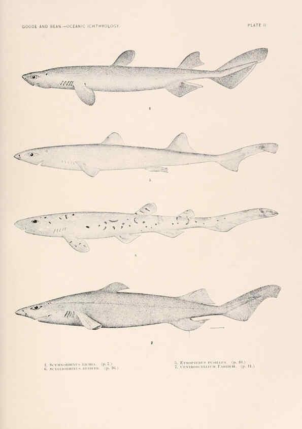 Reproducción/Reproduction 6441772853: Oceanic ichthyology. v.22 atlas. Cambridge, U.S.A. :Printed for the Museum,1896