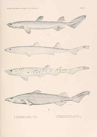Reproducción/Reproduction 6441772853: Oceanic ichthyology. v.22 atlas. Cambridge, U.S.A. :Printed for the Museum,1896