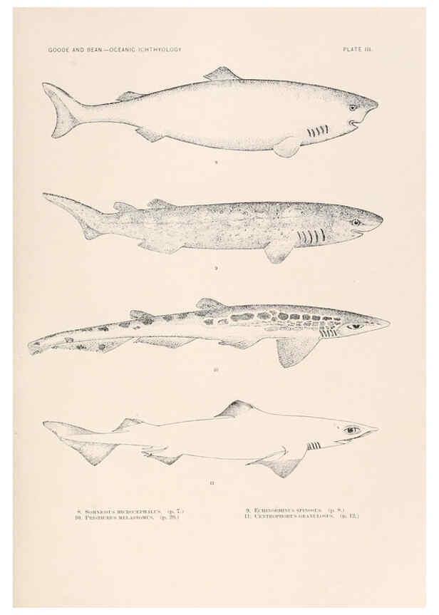 Reproducción/Reproduction 6441773169: Oceanic ichthyology. v.22 atlas. Cambridge, U.S.A. :Printed for the Museum,1896