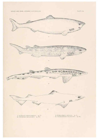 Reproducción/Reproduction 6441773169: Oceanic ichthyology. v.22 atlas. Cambridge, U.S.A. :Printed for the Museum,1896