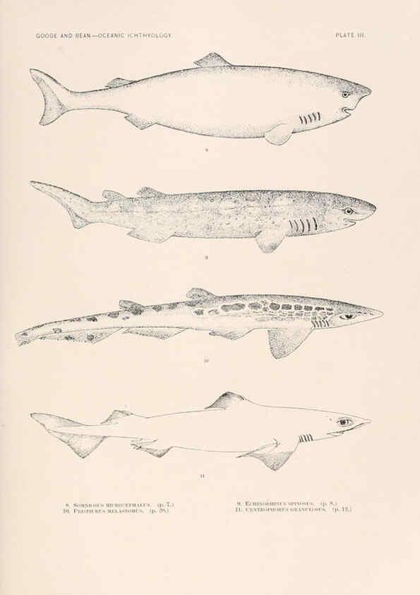 Reproducción/Reproduction 6441773169: Oceanic ichthyology. v.22 atlas. Cambridge, U.S.A. :Printed for the Museum,1896