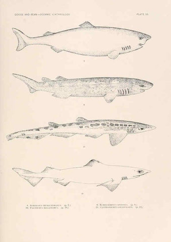 Reproducción/Reproduction 6441773169: Oceanic ichthyology. v.22 atlas. Cambridge, U.S.A. :Printed for the Museum,1896