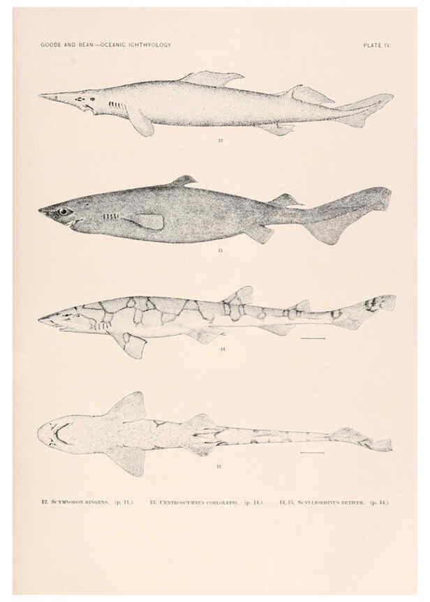 Reproducción/Reproduction 6441773589: Oceanic ichthyology. v.22 atlas. Cambridge, U.S.A. :Printed for the Museum,1896