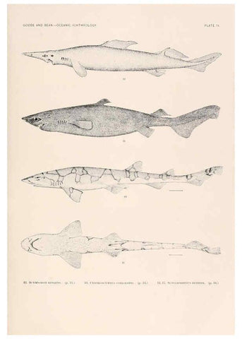 Reproducción/Reproduction 6441773589: Oceanic ichthyology. v.22 atlas. Cambridge, U.S.A. :Printed for the Museum,1896