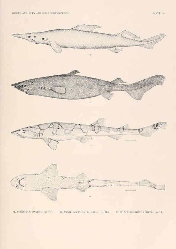 Reproducción/Reproduction 6441773589: Oceanic ichthyology. v.22 atlas. Cambridge, U.S.A. :Printed for the Museum,1896