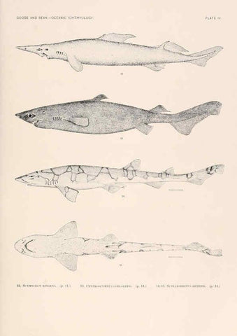 Reproducción/Reproduction 6441773589: Oceanic ichthyology. v.22 atlas. Cambridge, U.S.A. :Printed for the Museum,1896