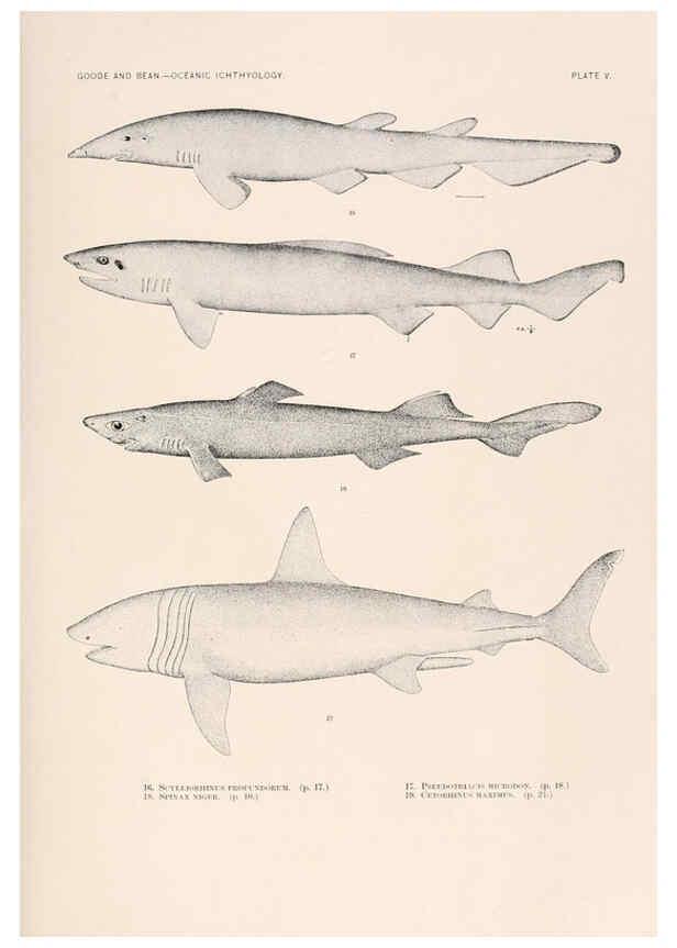 Reproducción/Reproduction 6441773931: Oceanic ichthyology. v.22 atlas. Cambridge, U.S.A. :Printed for the Museum,1896