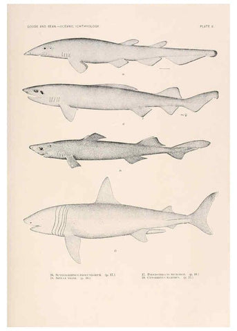 Reproducción/Reproduction 6441773931: Oceanic ichthyology. v.22 atlas. Cambridge, U.S.A. :Printed for the Museum,1896