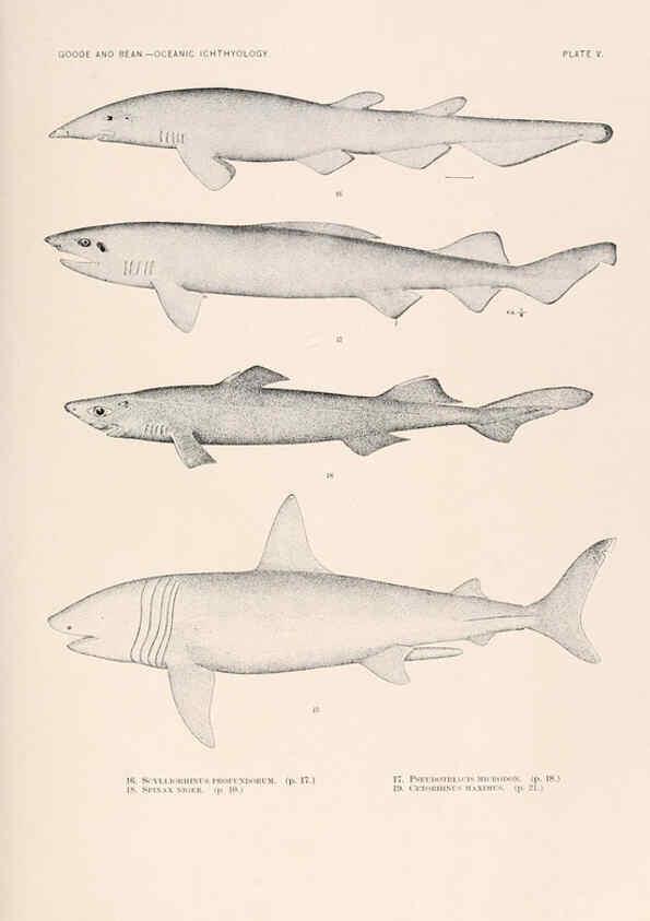 Reproducción/Reproduction 6441773931: Oceanic ichthyology. v.22 atlas. Cambridge, U.S.A. :Printed for the Museum,1896