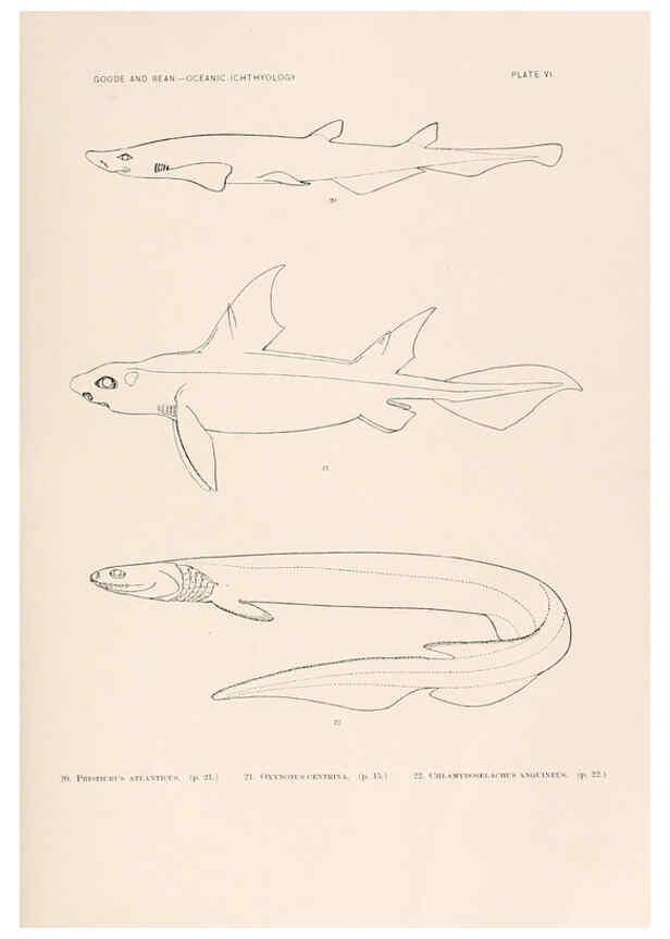 Reproducción/Reproduction 6441774385: Oceanic ichthyology. v.22 atlas. Cambridge, U.S.A. :Printed for the Museum,1896