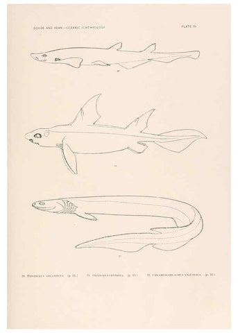 Reproducción/Reproduction 6441774385: Oceanic ichthyology. v.22 atlas. Cambridge, U.S.A. :Printed for the Museum,1896