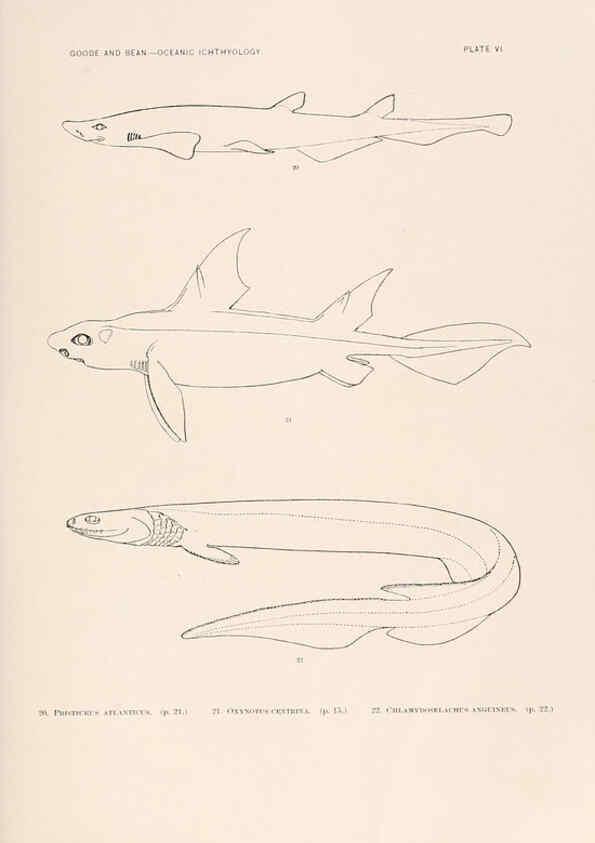 Reproducción/Reproduction 6441774385: Oceanic ichthyology. v.22 atlas. Cambridge, U.S.A. :Printed for the Museum,1896