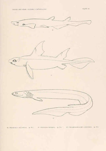 Reproducción/Reproduction 6441774385: Oceanic ichthyology. v.22 atlas. Cambridge, U.S.A. :Printed for the Museum,1896