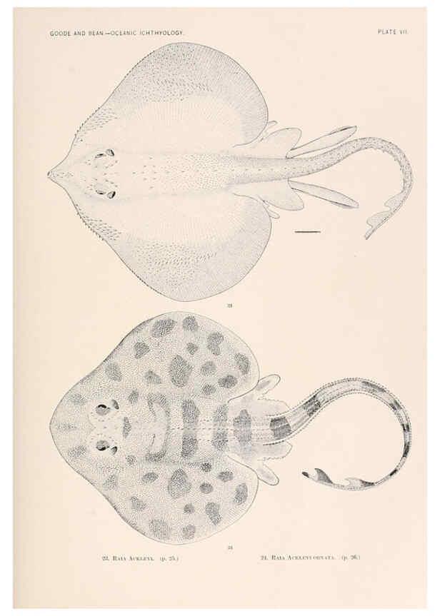 Reproducción/Reproduction 6441774703: Oceanic ichthyology. v.22 atlas. Cambridge, U.S.A. :Printed for the Museum,1896