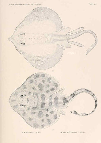 Reproducción/Reproduction 6441774703: Oceanic ichthyology. v.22 atlas. Cambridge, U.S.A. :Printed for the Museum,1896