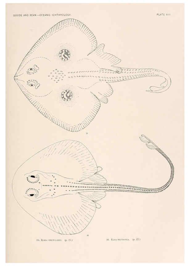 Reproducción/Reproduction 6441775011: Oceanic ichthyology. v.22 atlas. Cambridge, U.S.A. :Printed for the Museum,1896